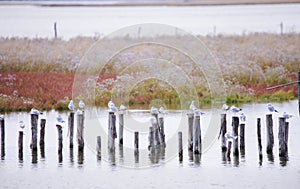 Gabbiani sulle palafitte nella Laguan di Venezia -LocalitÃÂ  di Taglio del Sile